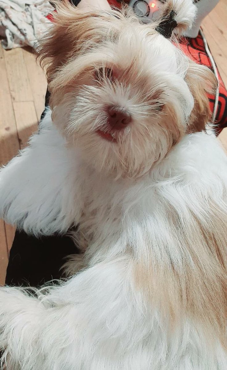 MIFVO's tweet photo. La cloe 7 meses 🥰😊 https://t.co/UEBErAy7F9
