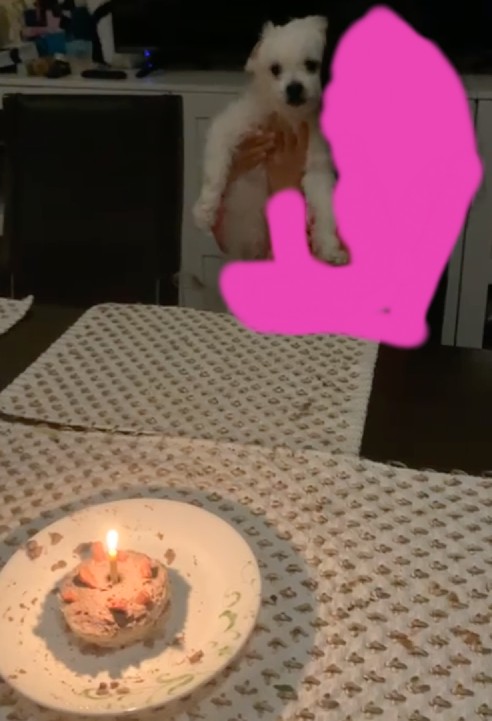 RubyTheFlower's tweet photo. Happy eleventh birthday bendy!!! You're the best dog ever!!!!!❤️❤️❤️ 11/30 https://t.co/Ejf2ymFiZT