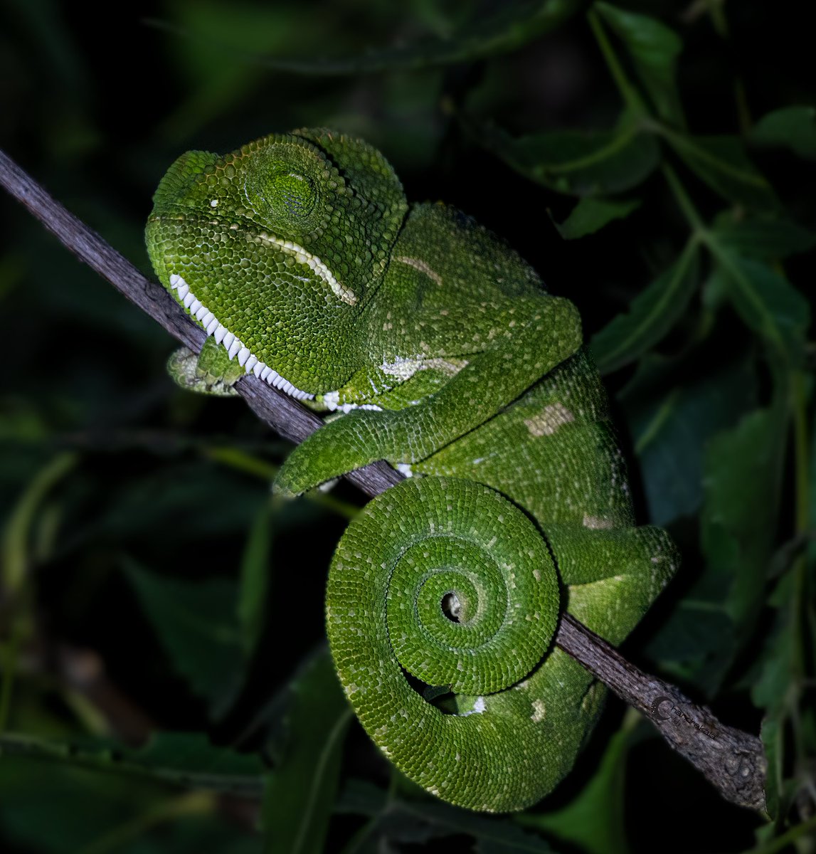Indian Chameleon - the green marvel for #Indiaves midweek theme #AnythingButBirds 
#indiwild #Reptiles #BBCWildlifePOTD #Nifhivefeature