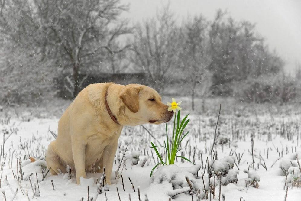 Февраль ждем весну. Лабрадор ретривер. Лабрадор ретривер зима. Собака весной. Весенние животные.