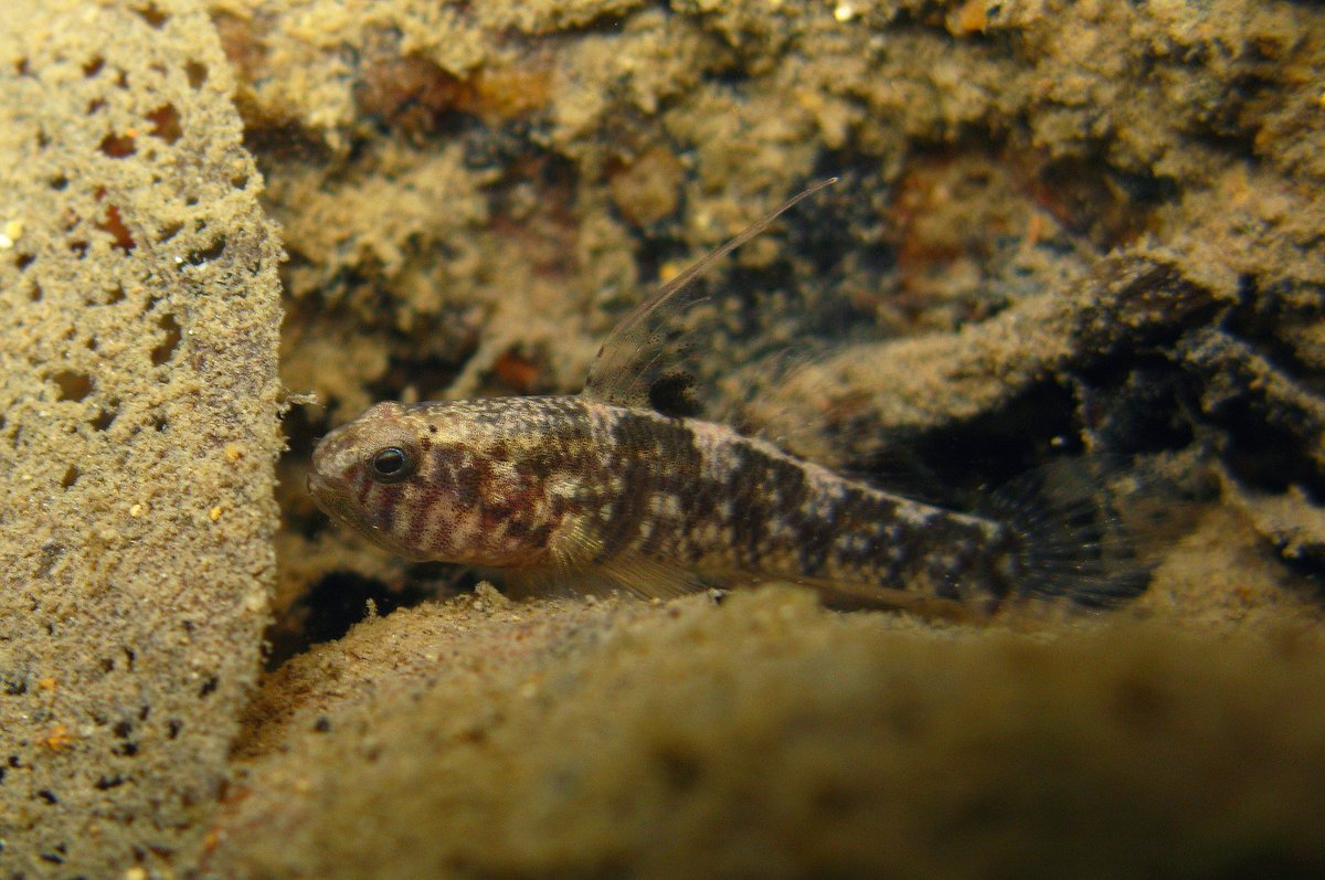 Varanussalvator's tweet photo. #FishABC: R is for Redigobius bikolanus, the Mangrove Bigmouth Goby. This is another goby typically found in Singapore's mangroves &amp; estuaries, but is also known to live in freshwater streams.

📷: Gerald R. Allen, Yuichi Kano, H.T. Cheng https://t.co/3DCTd4jKtp