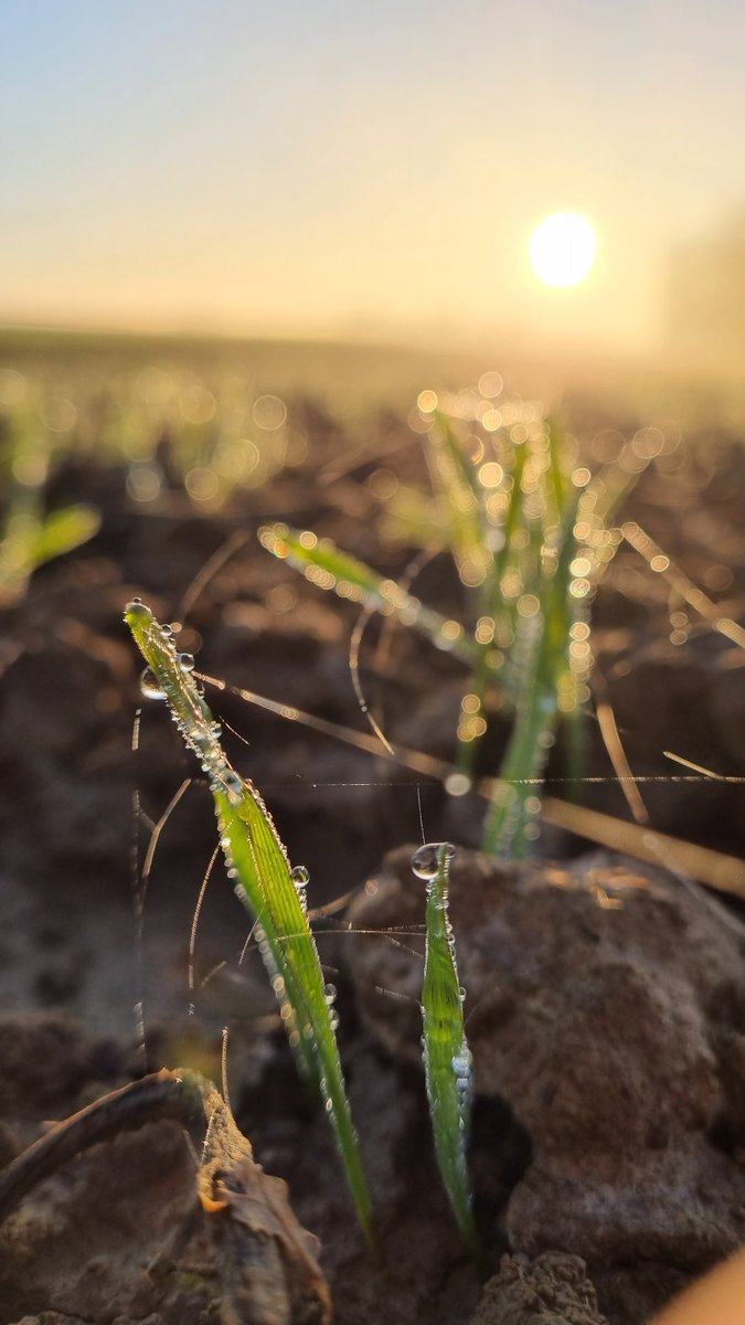 benj_thi's tweet photo. Bonne fête de #StEloi à tous
Comme chaque année/saison/jour, les #agricultures 🇫🇷 s'efforce de faire au mieux pour produire des quoi servir 1095 repas/#consommateur/an malgré des conditions météo loin d'être prévisible 👌🏻
#NoFarmNoFood #fragtw #DansMonAssiette
@Agridemain https://t.co/n9XCt5inXY