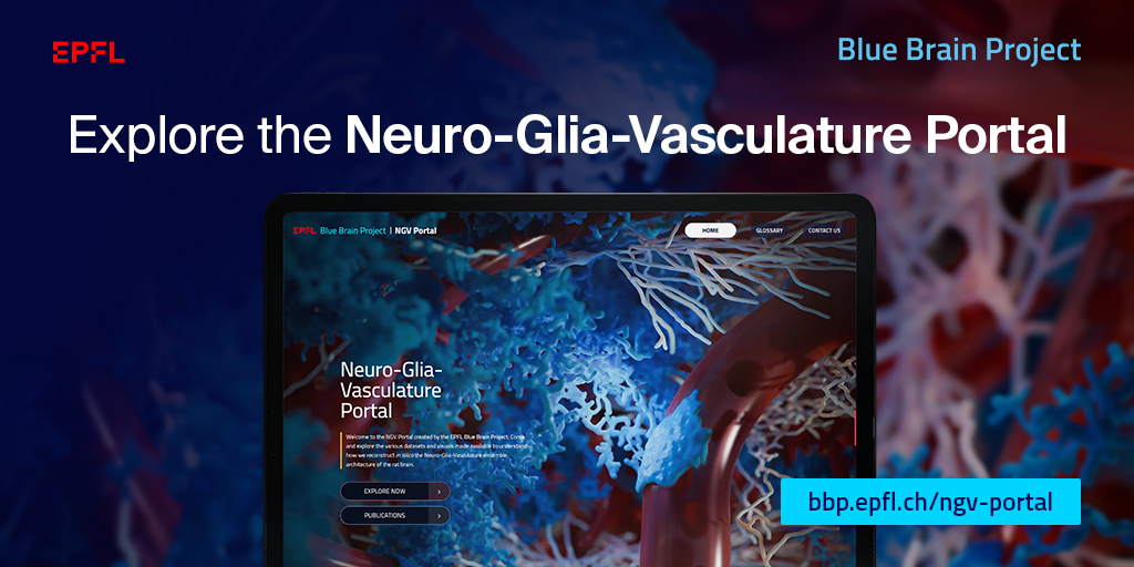 Explore the various #opensource datasets and visuals we have made available to understand how we reconstruct #insilico the Neuro-Glia-Vasculature architecture of the rat brain.

Got to the Portal - bbp.epfl.ch/ngv-portal/