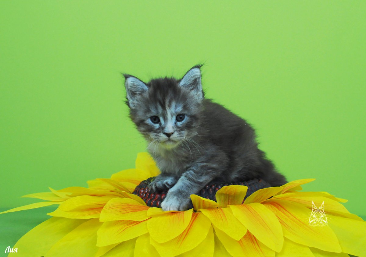 megakun24's tweet photo. Лия 3,5 недели #котятамейнкуны #питомникмейнкунов #мейнкуныкрасноярск #кошкамейнкун #порода #породамейнкун #кошки #безкотаижизньнета #котики #черепаховыйокрас #усылапыхвост #mainecooncattry #mainecoon #megacoon #mainecoon_megacoon https://t.co/pcmvzsQqT6