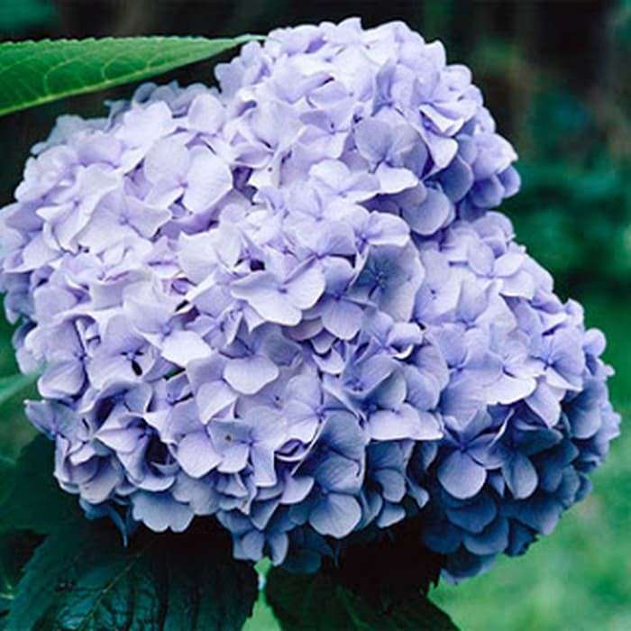 Виды и названия гортензий. Виды и названия гортензий. Виды и названия гортензий. Виды и названия гортензий. Виды и названия гортензий.