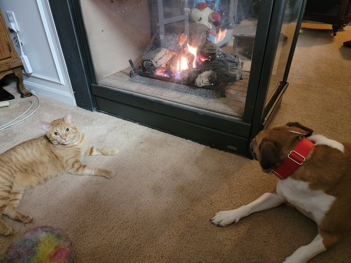 Hafatam1's tweet image. The reason Ash and Nani get along so well. Both love fire! #itscoldoutside #reallycold @KrimsonRogue