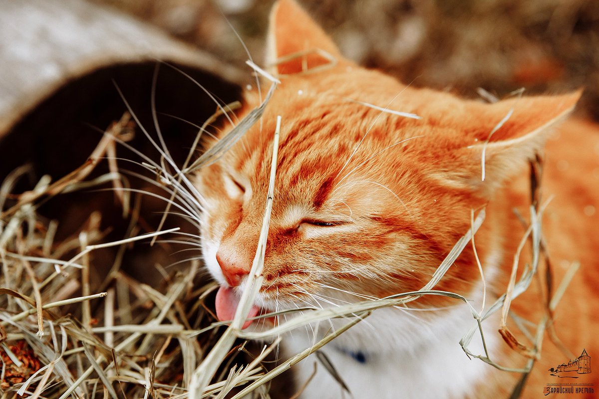 Наши коллеги из @ИАРАН вновь запустили отличный флешмоб ✅#археокотики_зимой
В экспедициях работают #археокотики - сопровождают археологов, проверяют раскопы.
А что делают они зимой?
Показываем.
Кисель - и жнец, и кузнец!

#Кисель #культураподмосковья #культмо #музеиподмосковья