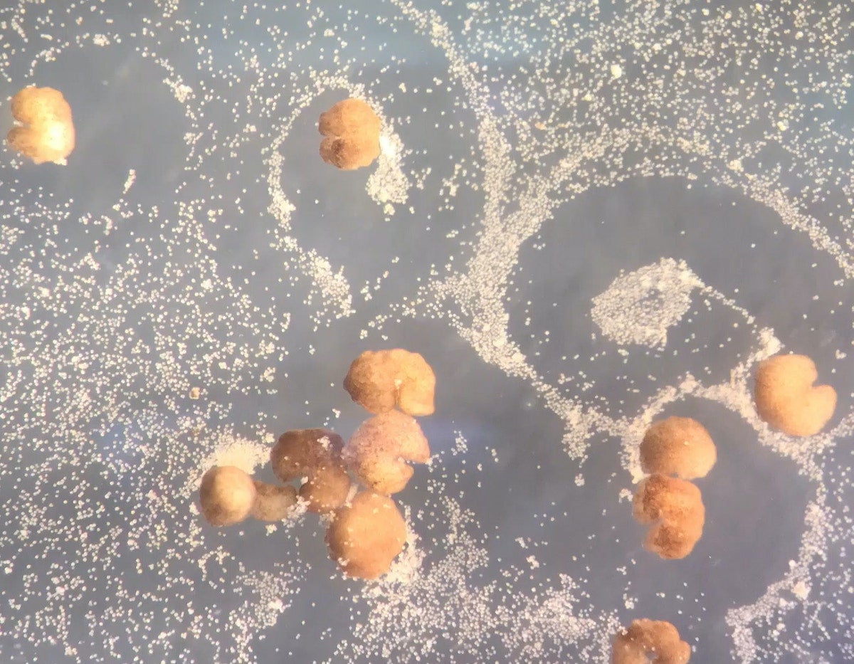 PopSci's tweet photo. Robots built from frog cells have unlocked the ability to self-replicate https://t.co/ixrr5GbIaW https://t.co/7oAhToS3Wi