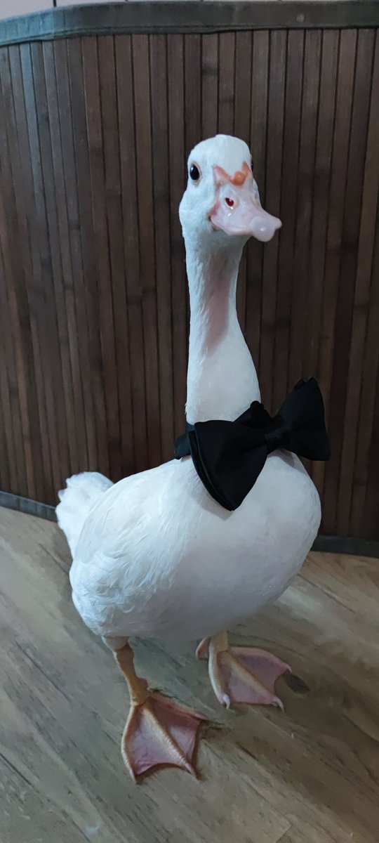 JankosLoL's tweet photo. What a handsome gentleman. I wonder how he’d taste like with sweet &amp; sour sauce 🤤 https://t.co/UYubNyoO1S