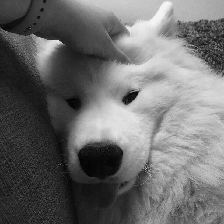 D O G S (@dogsobsessed) on Twitter photo 