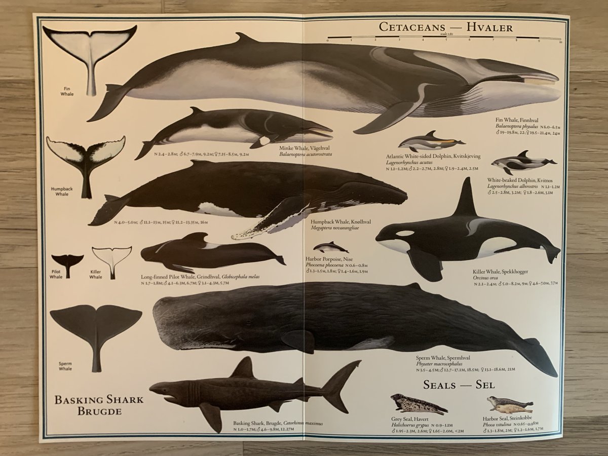 Got invited as a "whale expert" to train whale watching guides here in Tromsø and I am not sure I was taking any breaths during my 4h talk about the arctic ecosystem and whales.
Excited to be a part of improving how whale watching is conducted up here 🐋⛴️