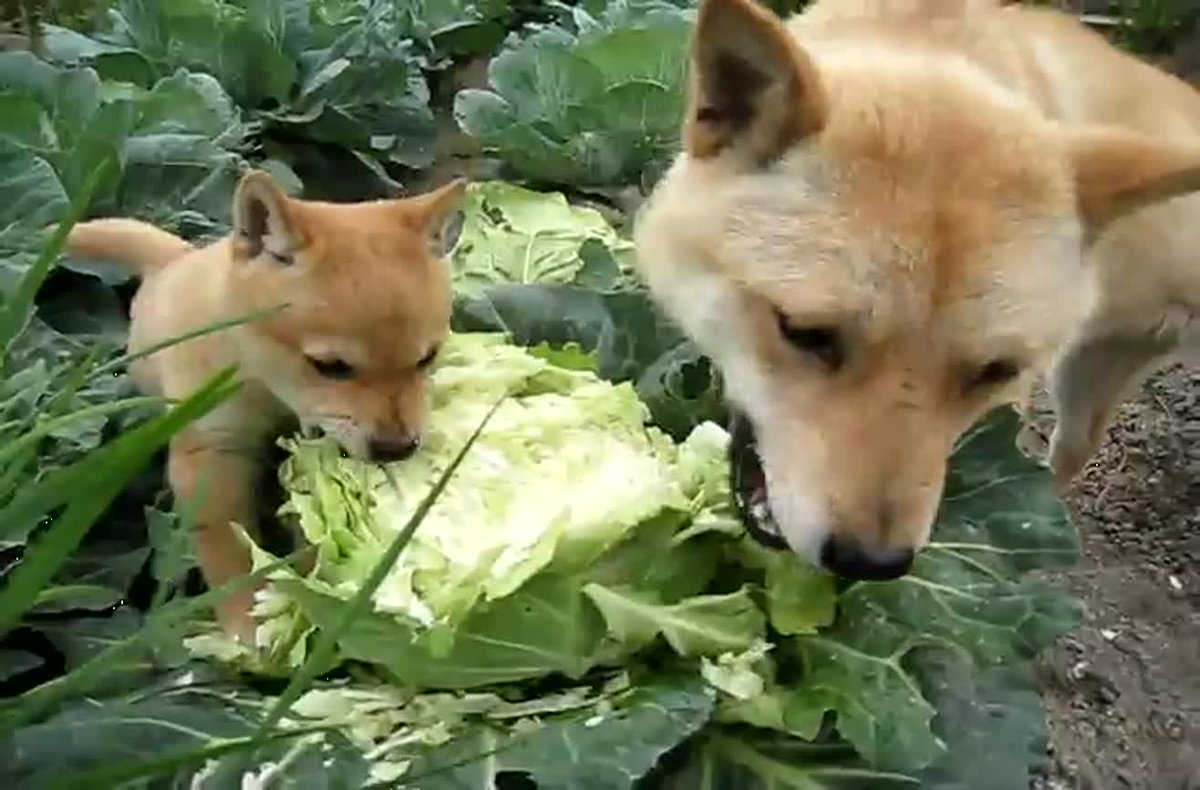 щенок в капусте. собака ест капусту прикол. лиса ест капусту. собака с капустой на голове. собака капуста.