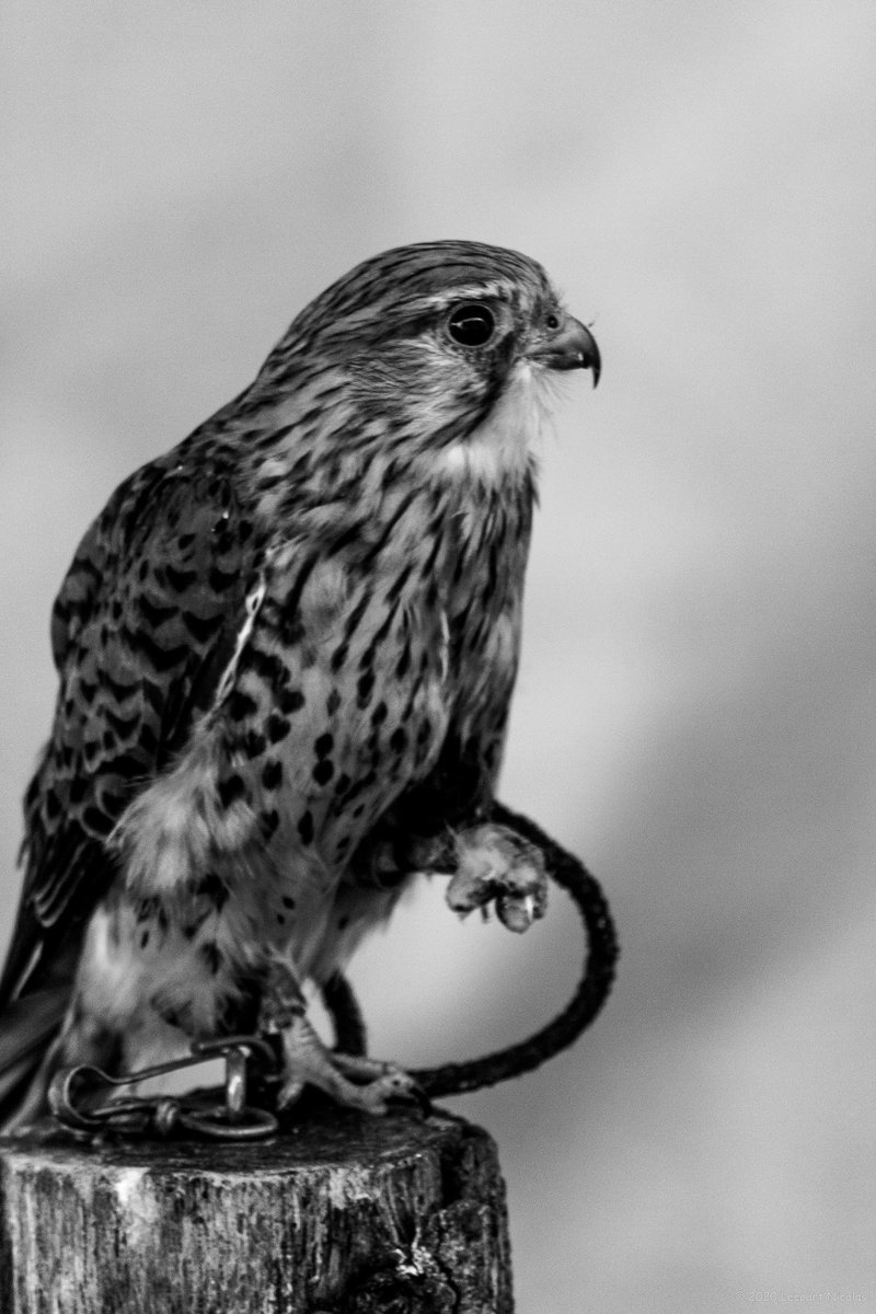NL_Photographe's tweet photo. Photo "L’attente du Faucon"

https://t.co/1ssk8zRatP

© 2021 Lecourt Nicolas.

#birdphotography #fauconnerie #rapace #oiseau #falcon #oiseaux #falconer #falconry #raptor #LecourtPhoto #faucon #fauconnier #bnwphotography #blackandwhitephotography #conservationbiology https://t.co/MmQAz5V1uF