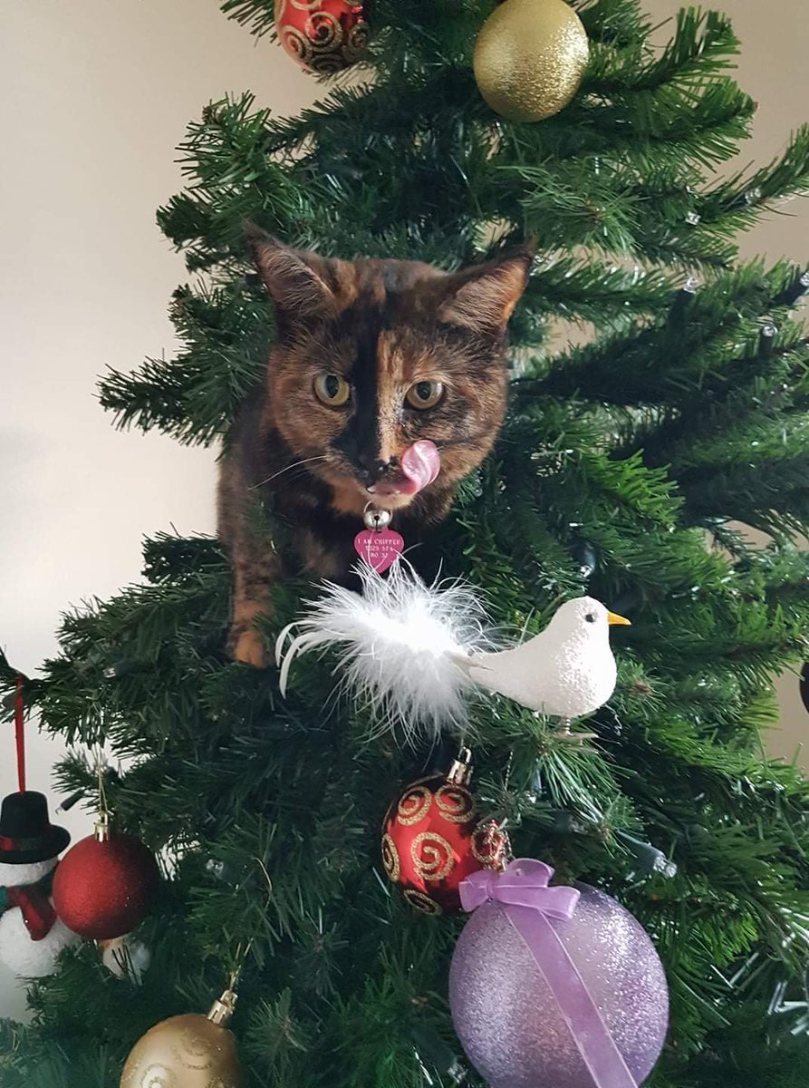 Kellyfur27684's tweet photo. #catvschristmastree #Christmas2021 https://t.co/E2rfpb3iqC