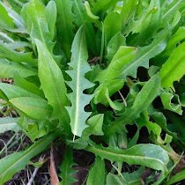 caledelspagesos's tweet photo. VERDURES I HORTALISSES DEL MES DE DESEMBRE: bleda, bròquil, calçot, carxofa, col, col de brusel·les, coliflor, endívia, escarola, fonoll, espinacs, nap, porro, remolatxa, xicoira (escarola silvestre). https://t.co/BnpTLQW9jo