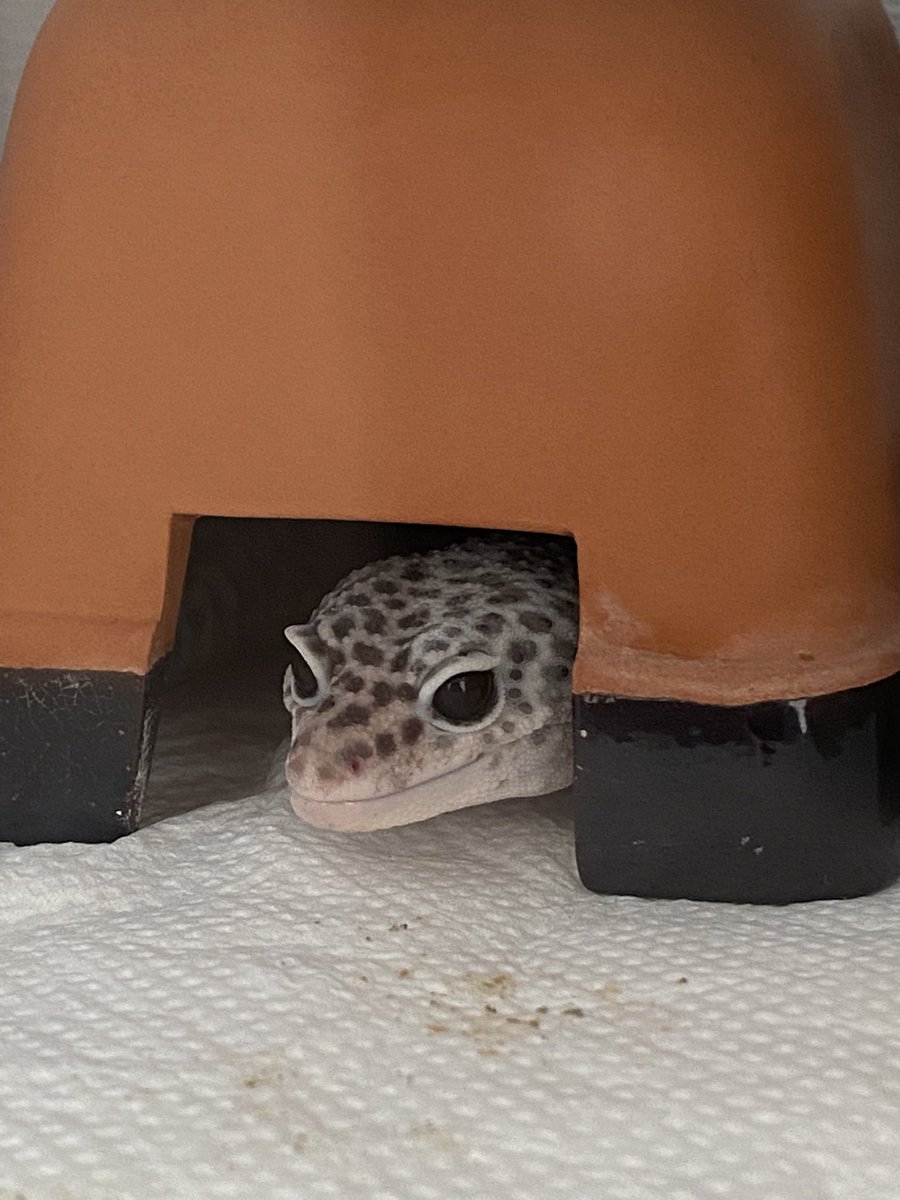 脱皮前かわいい