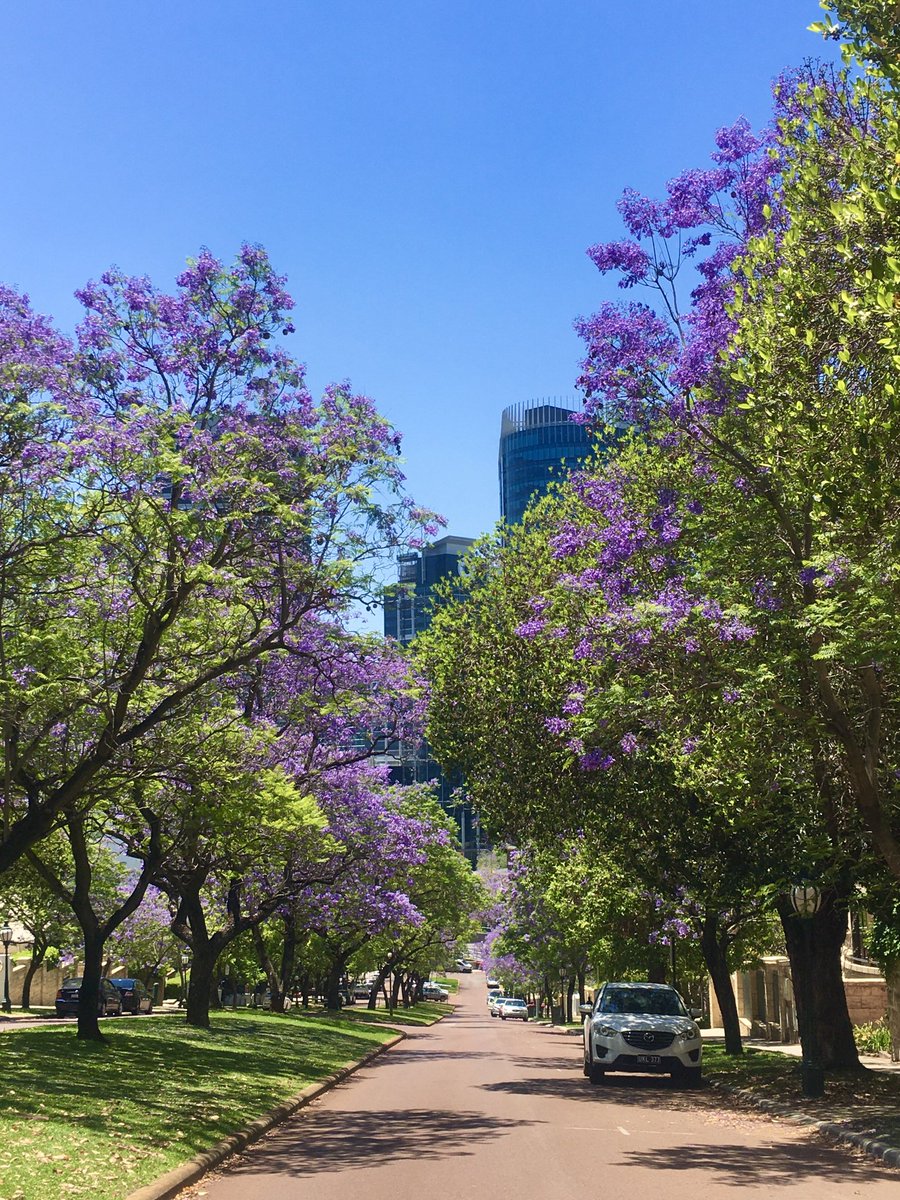 AnnieJ57309701's tweet photo. Beautiful day for a walk into the CBD, via Mount Street, to see the jacaranda trees. I think we must have missed them at their best but they still put on quite a show. 💜 #jacarandas #mountstreet #beautifulperth 💜. https://t.co/k7zDJtbPT7
