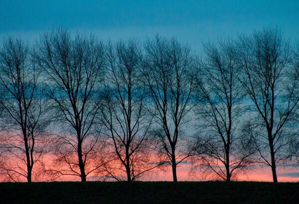 I like trees. I like trees