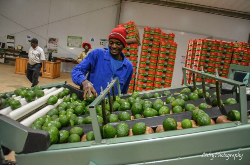 newswireZW's tweet photo. Tanganda: Macadamia output rose by 72% in the half year to September. 
Tea exports were 5% lower than same time last year. 
Avocado exports grew by 86% to 3 108 tonnes. ‘However, the quality was affected by the cyclone in January 2021, coupled with a hailstorm in June’ https://t.co/3JQdkuRdq7
