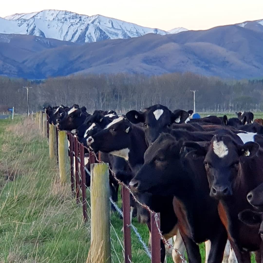 skolvan's tweet photo. @TheMERL These are rather suberb, too. Dairy cattle on the Canterbury Plains, South Island, NZ Aotearoa (own pics) https://t.co/0BBzMsejHL