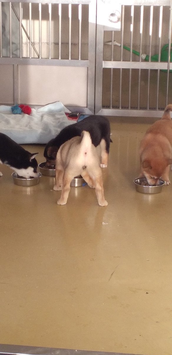 タグ 動物愛護センター の注目ツイート メガとんトラック