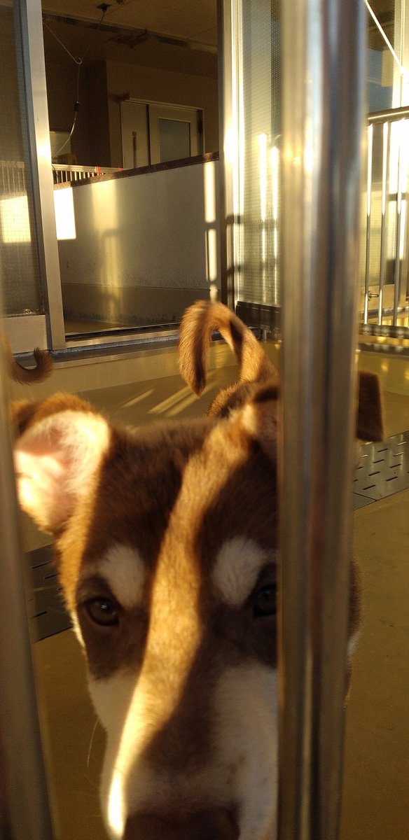 タグ 動物愛護センター の注目ツイート メガとんトラック