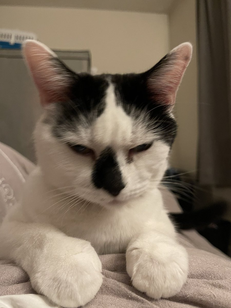 Bella Boo Bah tweet media