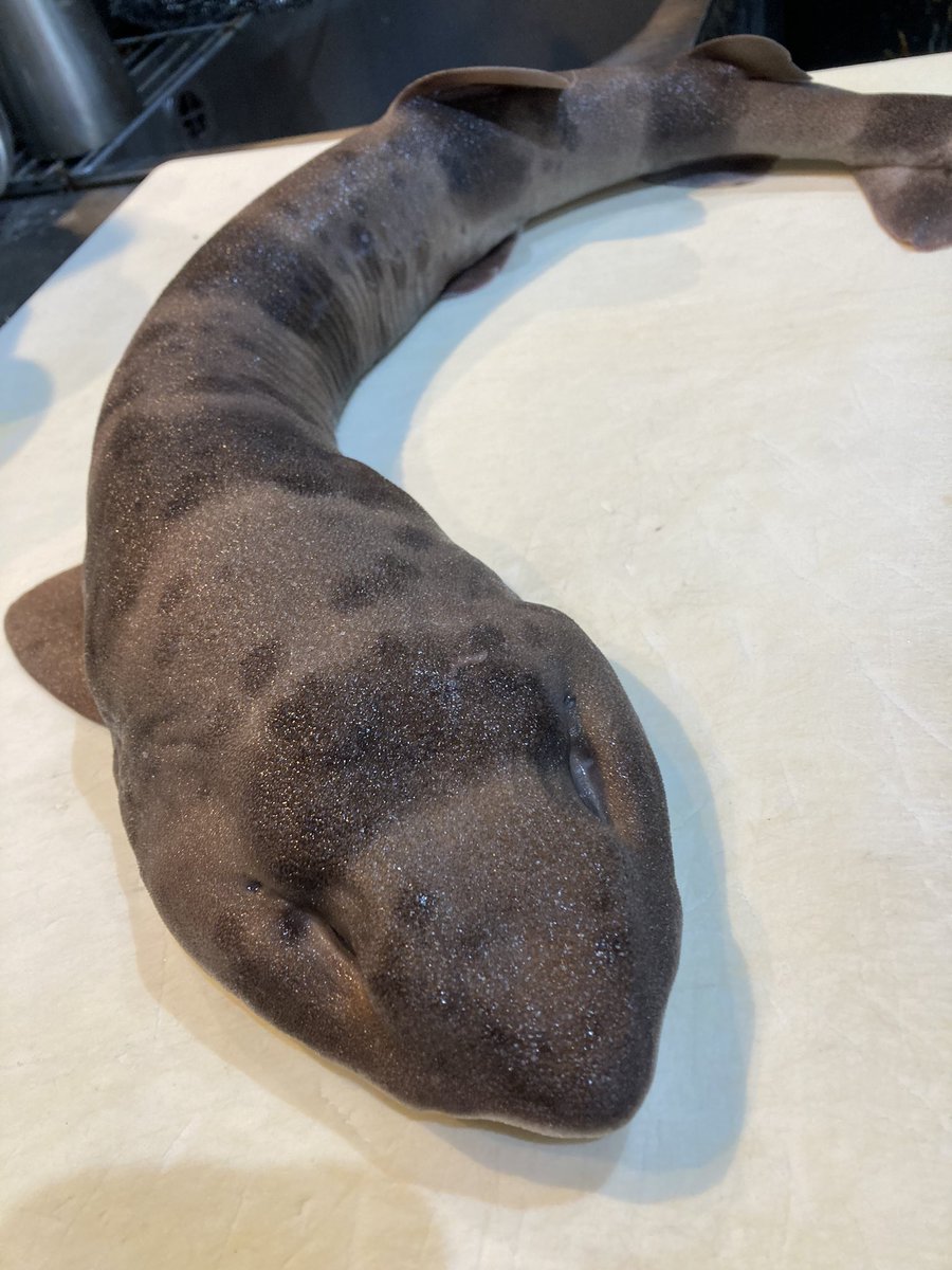 kunip0617's tweet photo. サメが入ってた
湯引きと煮付けにしよ https://t.co/WRuL1OsZjP