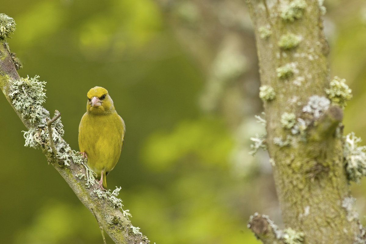 Greenfinch goes onto UK Red List for birds due to dramatic population decline. markavery.info/2021/12/01/pre… Swift and House Martin now also Red-listed. @AfSwifts @SaveourSwifts
