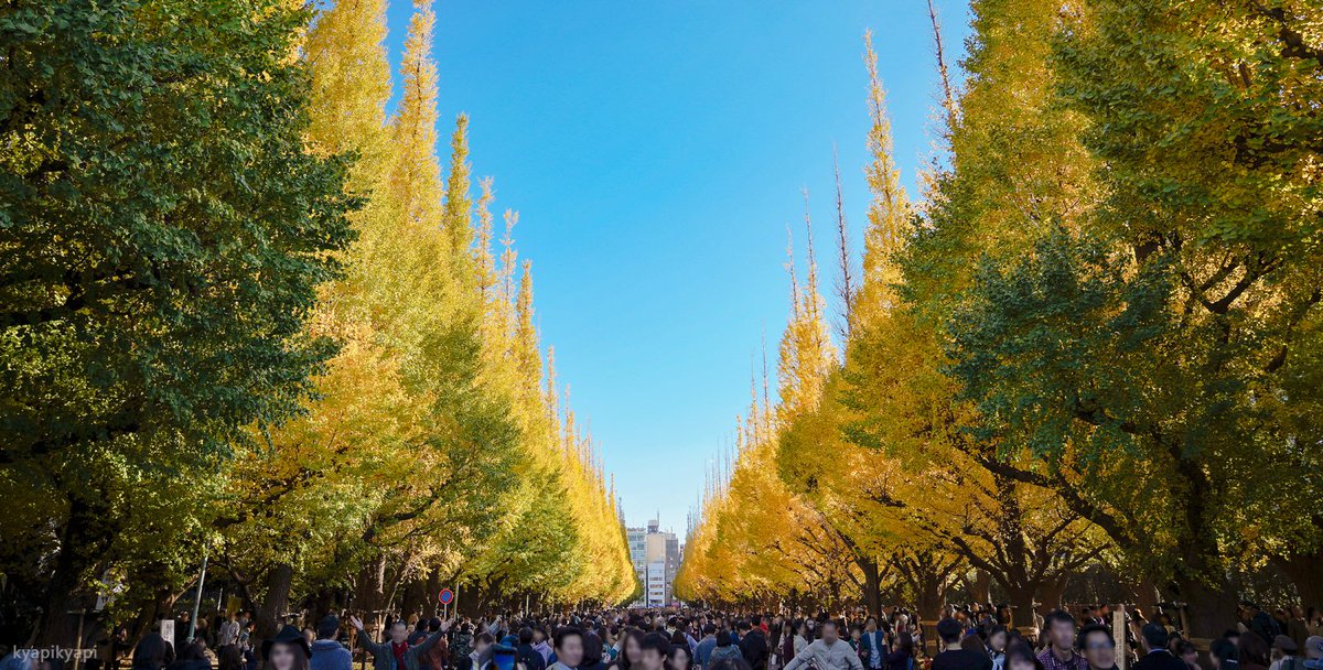 KyapiPhoto's tweet image. いちょう

#秋 #イチョウ祭り
#photography
#PhotographyIsArt
#写真好きな人と繫がりたい
#写真撮ってる人と繋がりたい
#写真で伝える私の世界
#ファインダー越しの私の世界