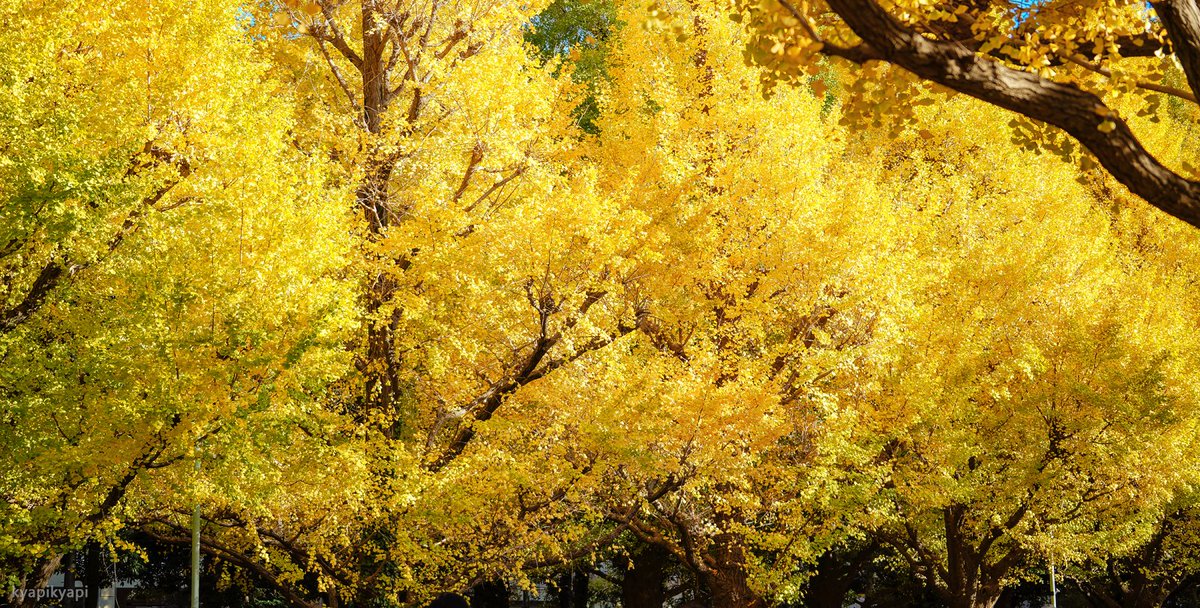 KyapiPhoto's tweet image. いちょう

#秋 #イチョウ祭り
#photography
#PhotographyIsArt
#写真好きな人と繫がりたい
#写真撮ってる人と繋がりたい
#写真で伝える私の世界
#ファインダー越しの私の世界