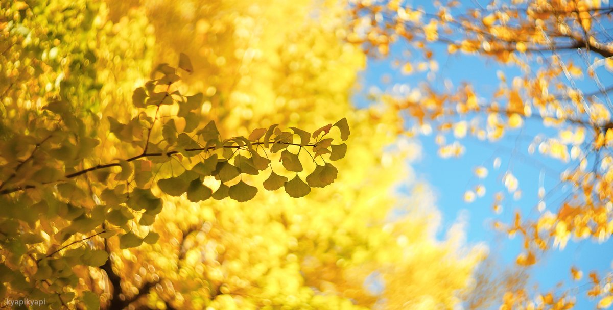 KyapiPhoto's tweet image. いちょう

#秋 #イチョウ祭り
#photography
#PhotographyIsArt
#写真好きな人と繫がりたい
#写真撮ってる人と繋がりたい
#写真で伝える私の世界
#ファインダー越しの私の世界