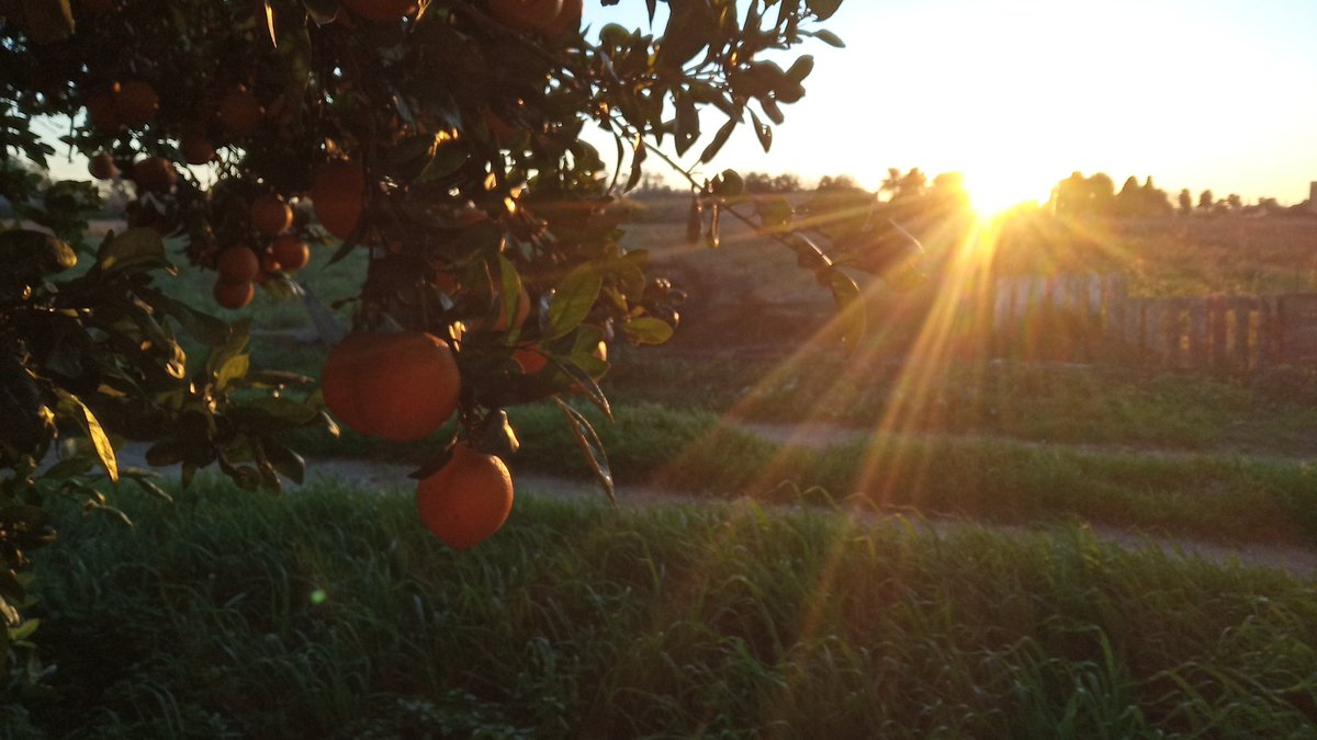 ismaelncfarmer's tweet photo. Manos congeladas, espalda dolorida, insomnio de padre...
Otro día apasionante de trabajo en este campo valenciano recolectando naranjas para pagar cuotas, recibos, impuestos y si sobra algo llevar algo a casa.
Buenos días https://t.co/YOKKB48vlk