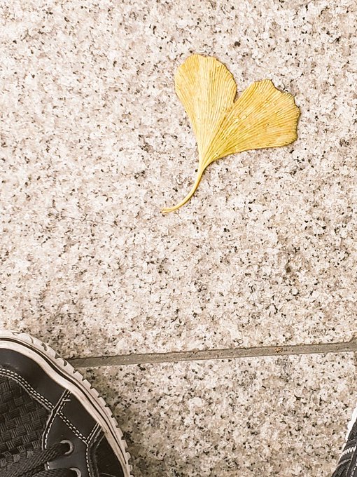 久しぶりに街までお出かけして、ふと下を見たらエモい葉っぱが踏み散らかされてる…

ショギョムッジョ… 