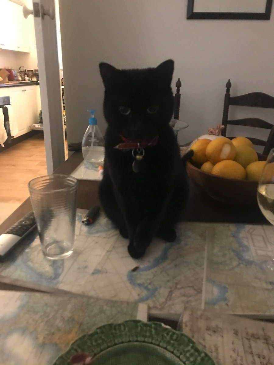 MikeyRobins's tweet photo. Hit the computer today and this creature had turned 2k of writing into 2ks of writing and 3 pages of of apostrophes https://t.co/ZmPgwtPB6N