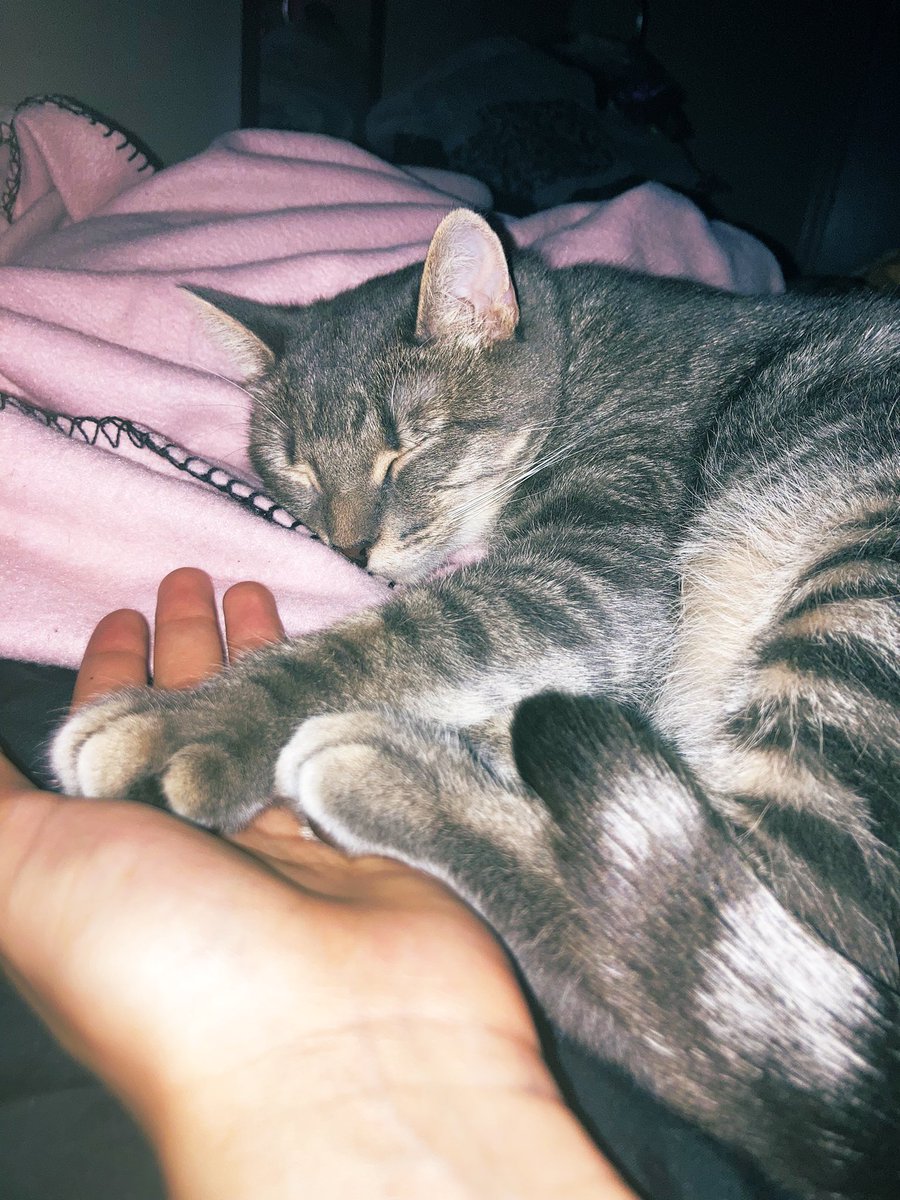 sweet dreams, angel 💕 #CatsOfTwitter #catsdoingthings