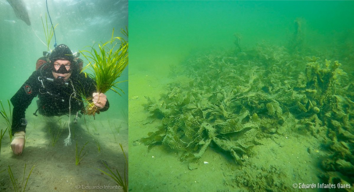 Join the ZORRO-team!
Announcement of a new PhD-position working with mats of drifting algae. The algae prevent eelgrass recovery in many historical eelgrass sites but little is known about its ecology and function in the ecosystem. 

Read more and apply: bit.ly/3D8aLqx