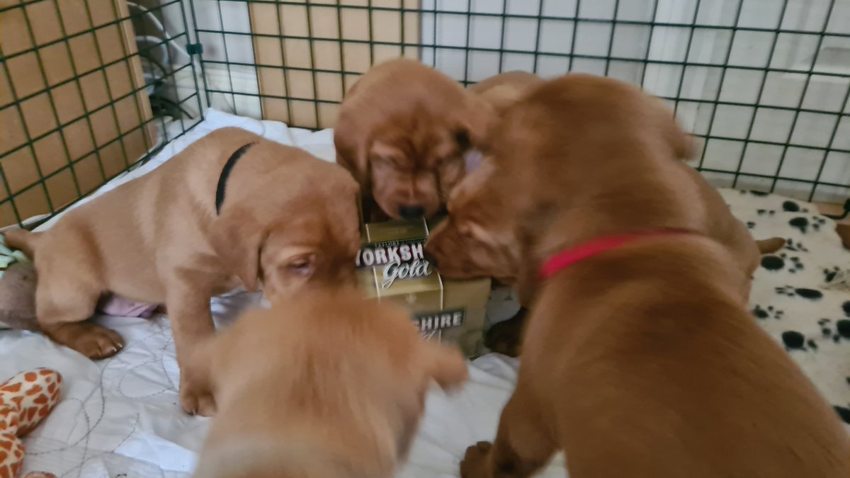 YorkshireTea's tweet photo. Beware - one of these puppies is an imposter! Look closely and you'll spot a delicious box of Yorkshire Gold hiding amidst these innocent small dogs. Like some kind of tea-based cuckoo.
๐ธ @Aviation_Stu https://t.co/KVfl6VolTJ