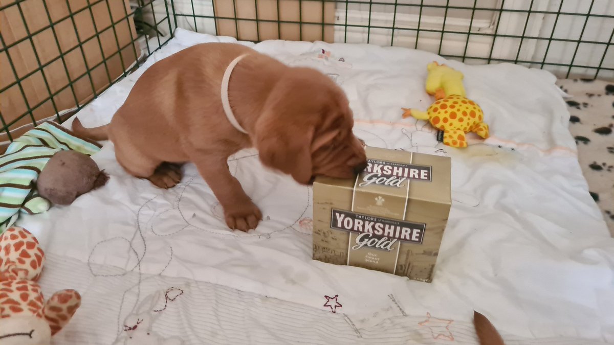 YorkshireTea's tweet photo. Beware - one of these puppies is an imposter! Look closely and you'll spot a delicious box of Yorkshire Gold hiding amidst these innocent small dogs. Like some kind of tea-based cuckoo.
๐ธ @Aviation_Stu https://t.co/KVfl6VolTJ