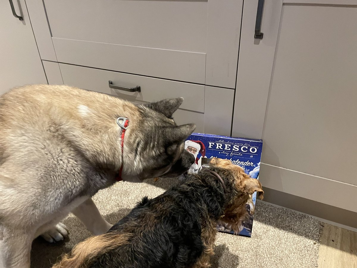 ChukkaBennett's tweet photo. Showing my new pal Ozzy how the advent calendar from @frescodoguk works 🎄 https://t.co/om72mchPdY