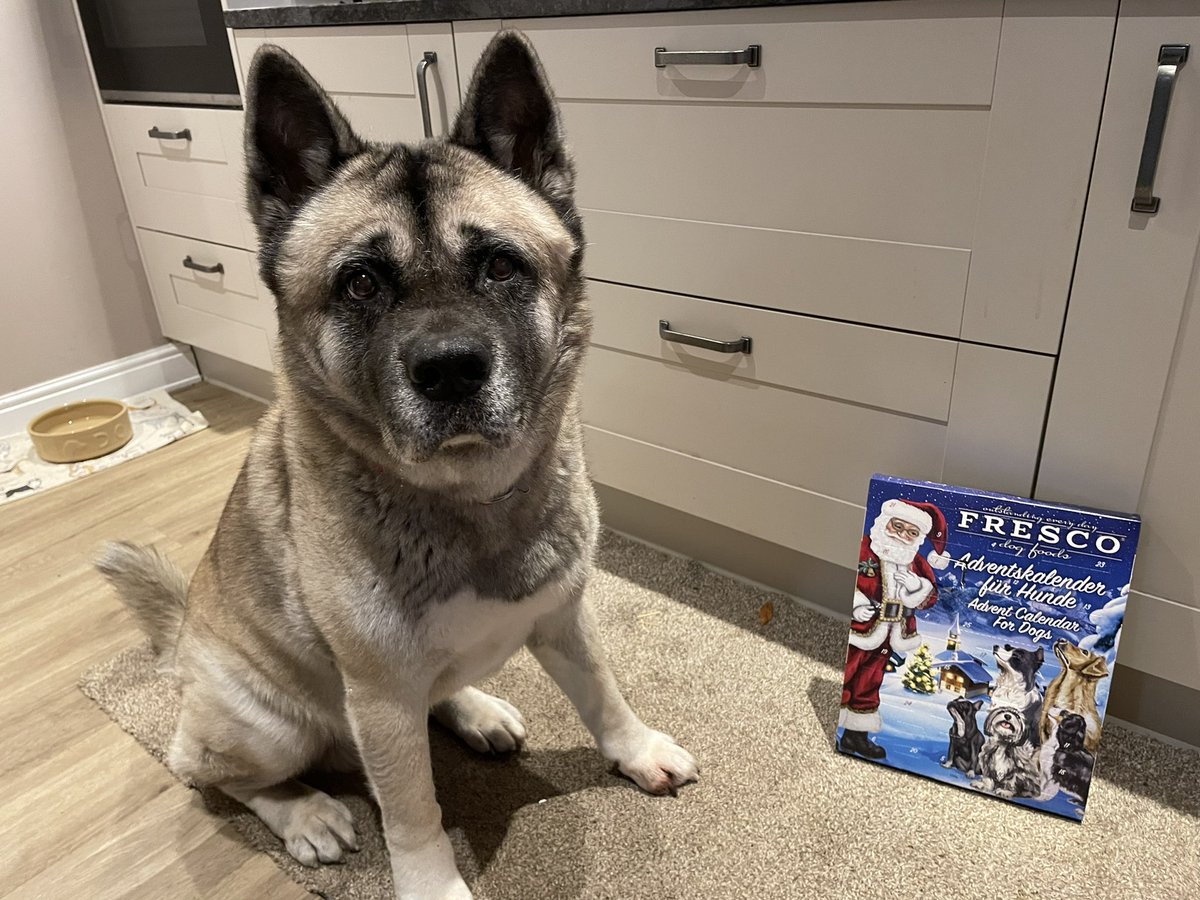 ChukkaBennett's tweet photo. Showing my new pal Ozzy how the advent calendar from @frescodoguk works 🎄 https://t.co/om72mchPdY