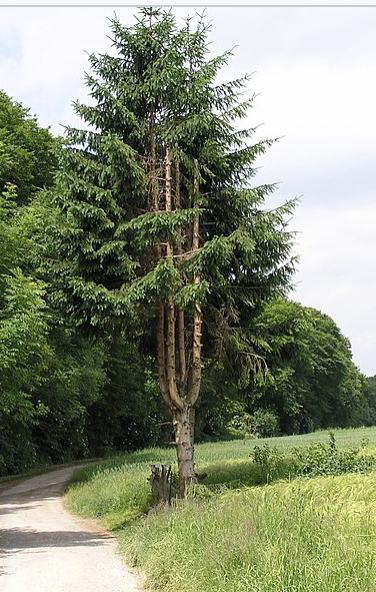 EvaGlattau's tweet photo. @bergwaldprojekt @dasgedicht Frägt sich jemand, wie sieht ein "Kandelaber" aus? Die armleuchterförmige Mehrgipfeligkeit eines Stammes nennt man Kandelaberstamm. 🌲🌳💚 #Waldpädagogik https://t.co/AvZS9KdWRa