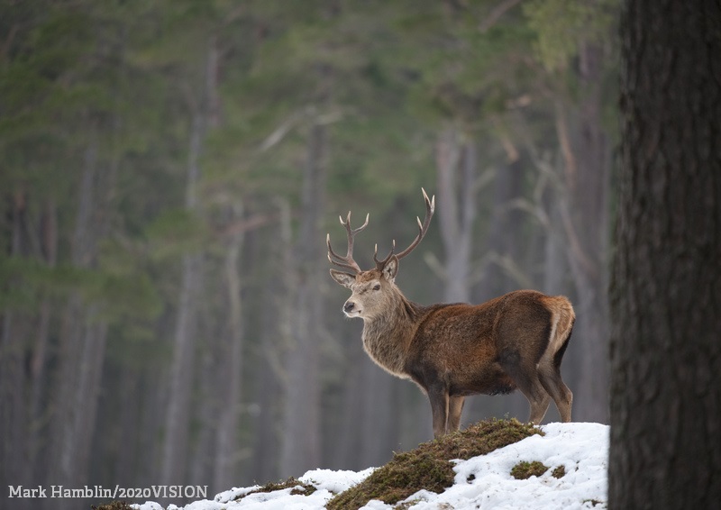 WildlifeTrusts's tweet photo. This December #12DaysWild is back! The Wildlife Trusts are challenging you to do something wild each day from 25th December to 5th January. You can sign up soon so make sure to keep an eye out 👀 ❄️ https://t.co/XERVHrRpdL