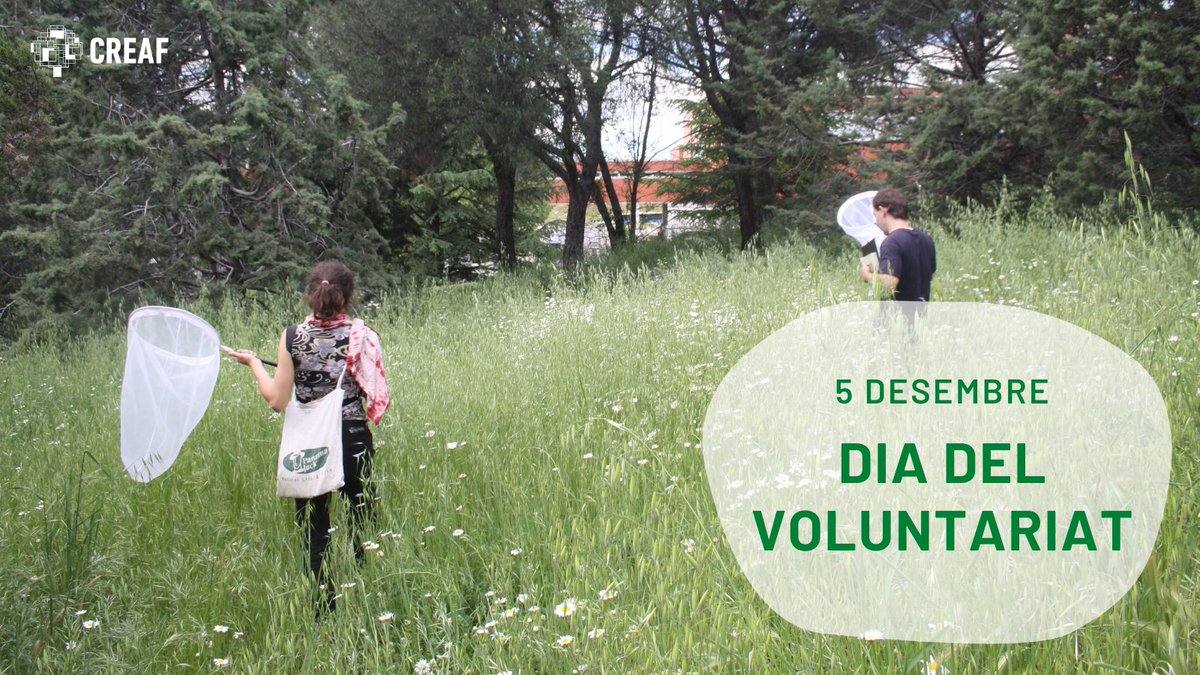 CREAF_ecologia's tweet photo. Avui és el #DiaInternacionaldelVoluntariat 📆🤝 però nosaltres el celebrem cada dia de l'any a través de la #ciènciaciutadana 🥰🥰 

Orgull i agraïment immens a tot el voluntariat que fa possibles @RitmeNatura, @AlertaForestal, l'@uBMS_project i el mBMS 🍂🌳🦋 https://t.co/FVRlWht2LW