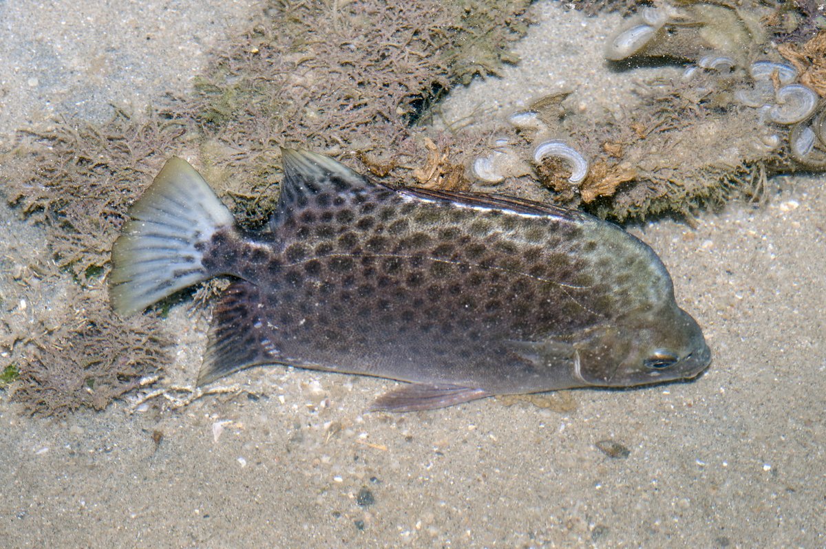 Varanussalvator's tweet photo. #FishABC: S is for Scatophagus argus, the Spotted Scat. A species of Singapore's coastal marine waters, mangroves, and estuaries, smaller individuals may enter the lower stretches of rivers &amp; canals and live in freshwater.

📷: Ria Tan, Carol Kwok, Johnny Jensen https://t.co/1J734YHjGY