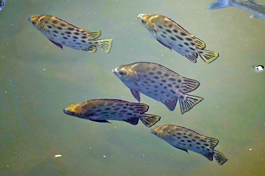 Varanussalvator's tweet photo. #FishABC: S is for Scatophagus argus, the Spotted Scat. A species of Singapore's coastal marine waters, mangroves, and estuaries, smaller individuals may enter the lower stretches of rivers &amp; canals and live in freshwater.

📷: Ria Tan, Carol Kwok, Johnny Jensen https://t.co/1J734YHjGY