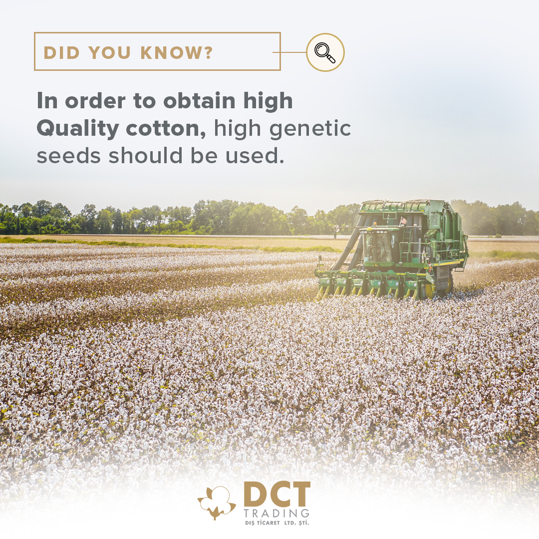 DctTrading's tweet photo. The first rule of obtaining high yields in cotton is to use a good cotton seed.

#DctTrading #trading #export #import #cotton https://t.co/jJrfF5yqrk