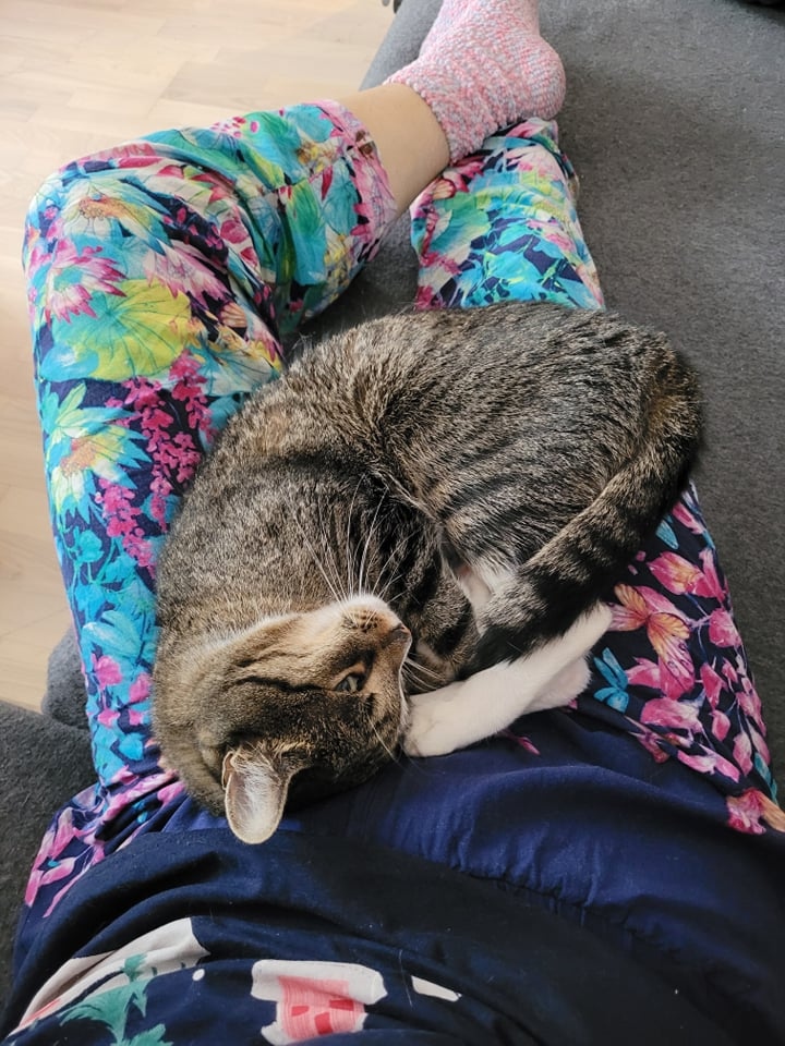 Koci_Blog's tweet image. Pozycje kota 😻 kociakolyska.pl / #cats #koty #catlovers