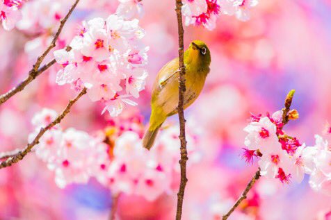 Toneykonrad's tweet photo. 🌷 https://t.co/rj33CvrMVO