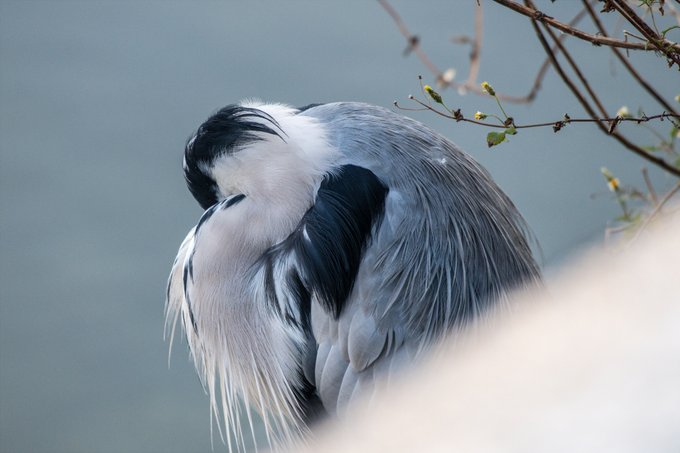 土手越しに寝てるあおさぎを盗撮する 